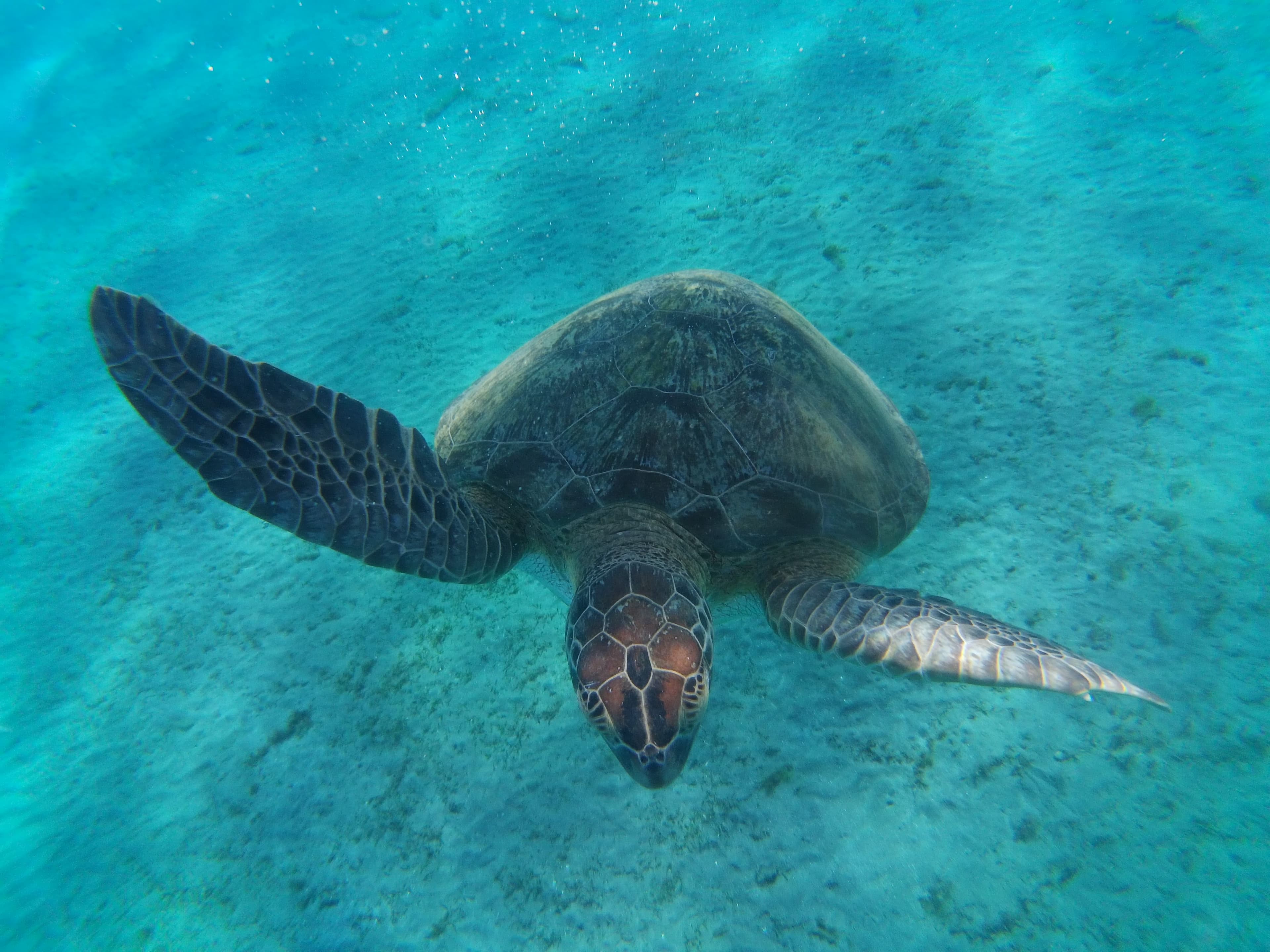 Marsa Alam: Egypt's Untamed Red Sea Frontier