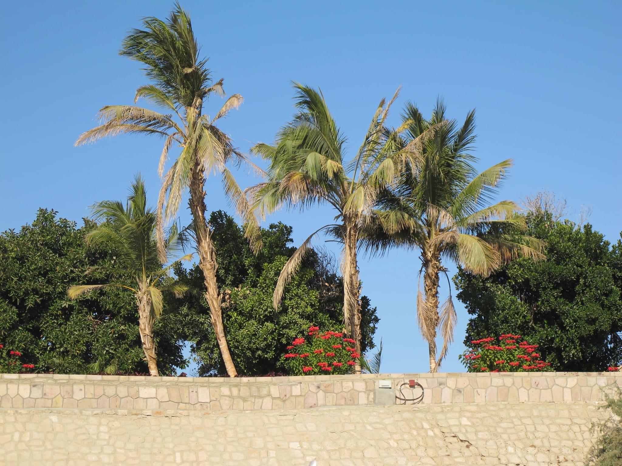 Aswan Botanical Garden