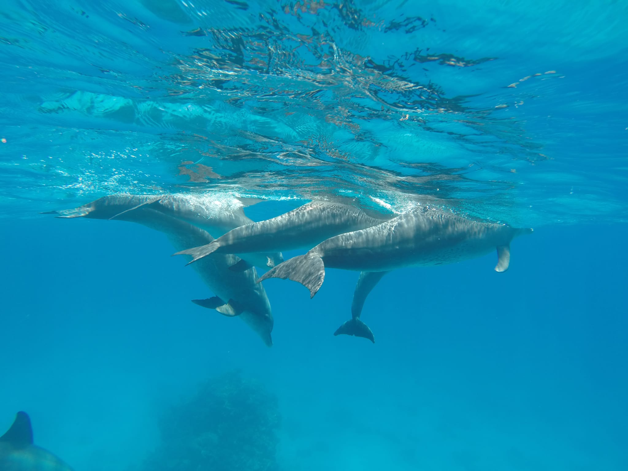 Dolphin House
