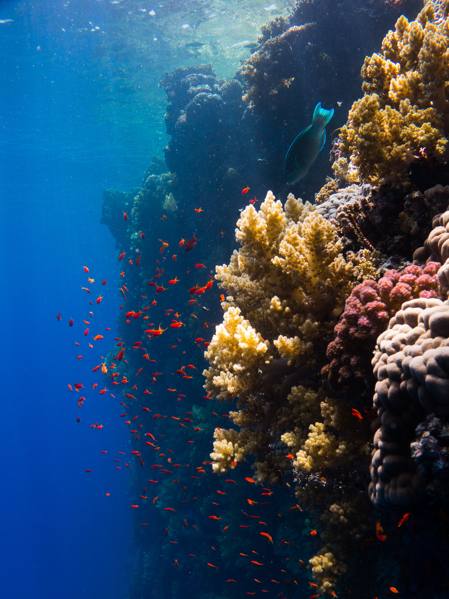 Diving into the Azure: The Red Sea’s Marine Wonderland
