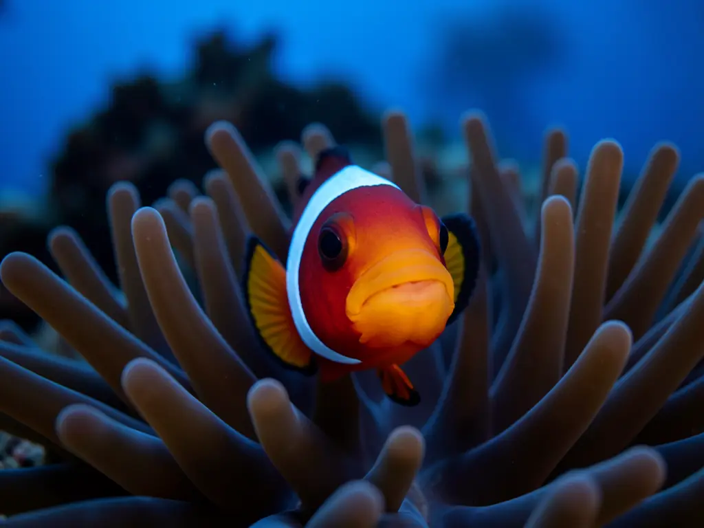Discover Scuba Diving in Hurghada — photo 3