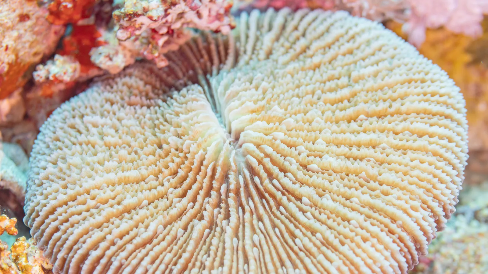 Close-up of a pale brain coral on a Red Sea reef