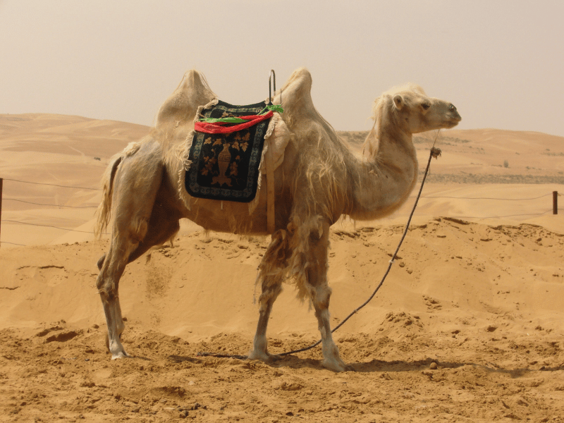 Ras Muhammad Snorkel & Desert Safari highlight 3