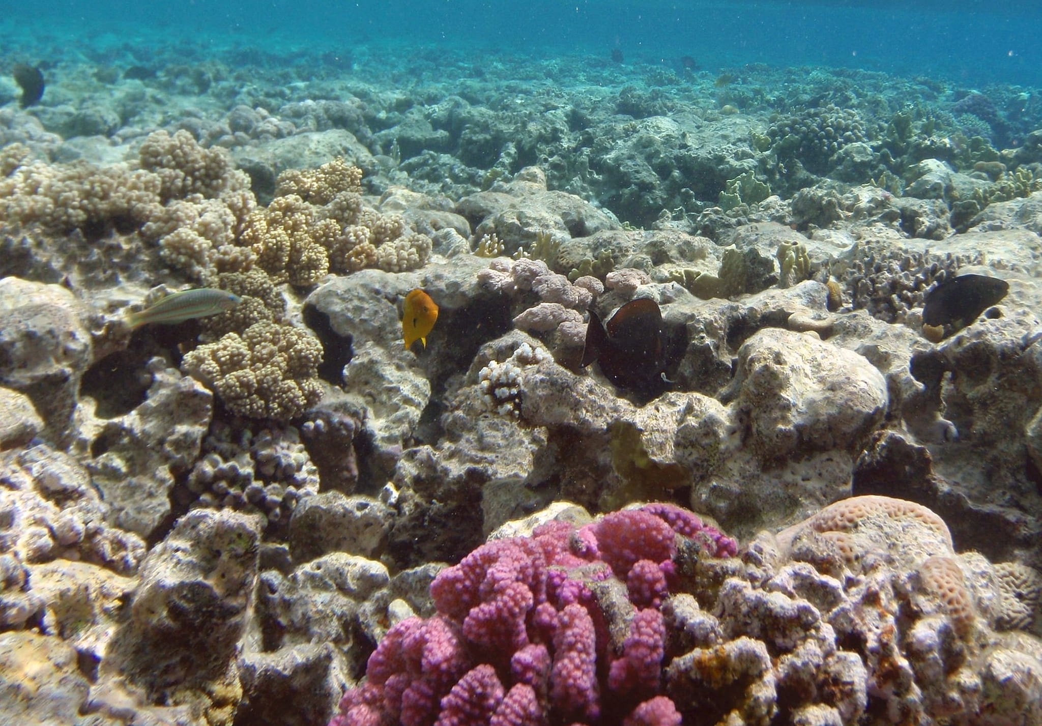 rocks at the sea at sharm el luli in Marsa Alam, Marsa Alam Egypt