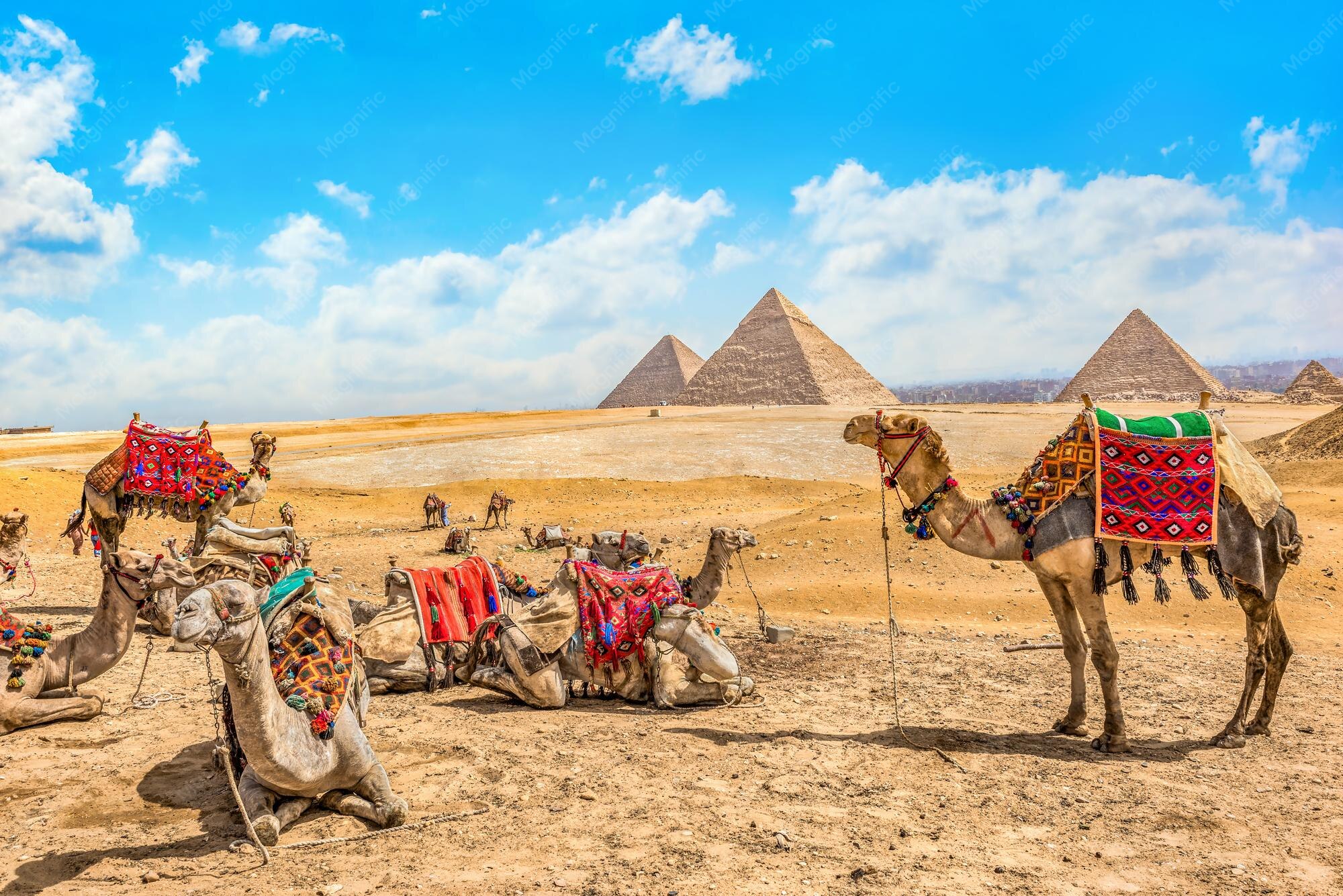 Camelos descansando perto das Pirâmides de Gizé, no Cairo, Egito, com a paisagem desértica ao fundo.