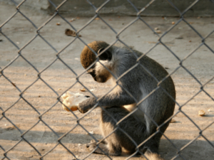 Egypt Zoo
