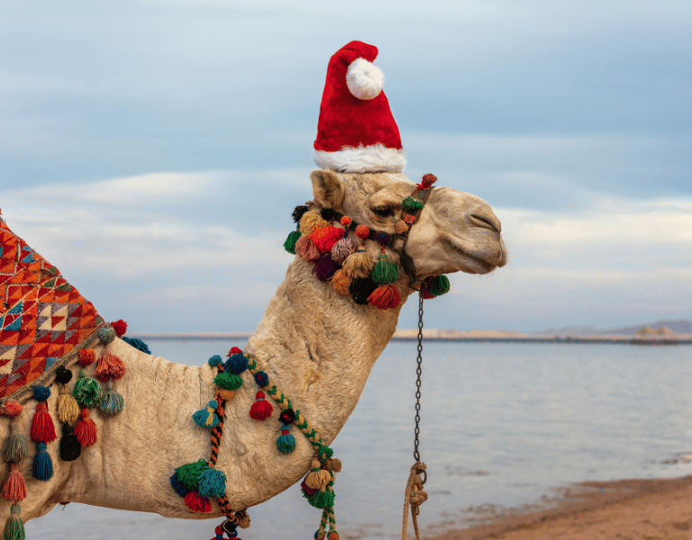 Christmas in egypt