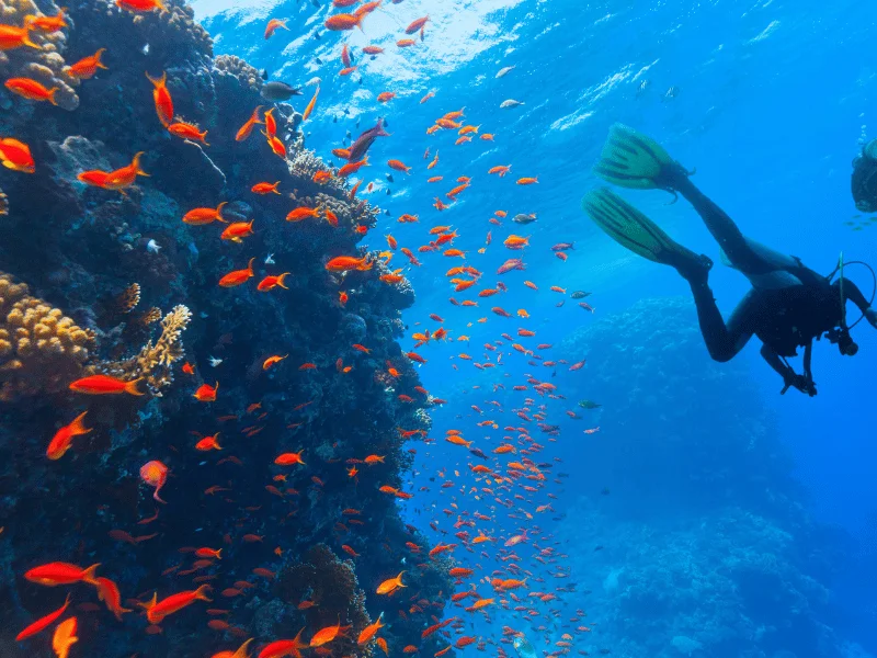 Snorkel in Egypt red Sea