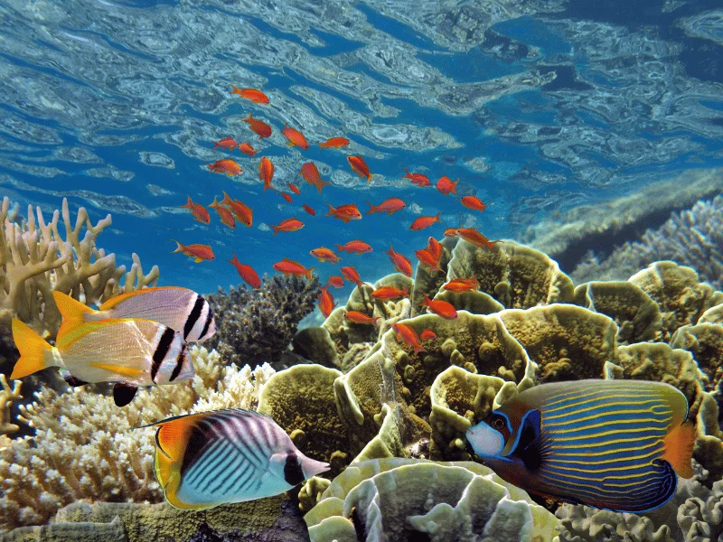 Snorkeling in Red Sea